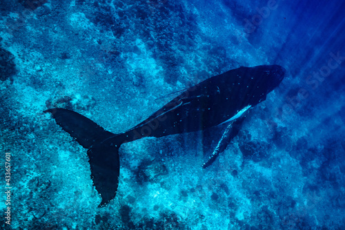 humpback whale resting at dawn in french polynesia deep waters