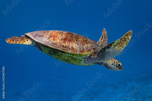 green turtle swimming in Moorea lagoon, French Polynesia