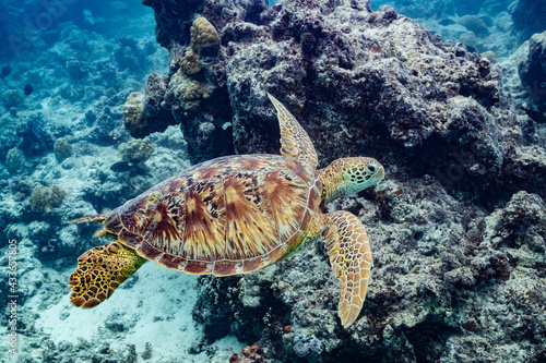 green turtle swimming in Moorea lagoon  French Polynesia