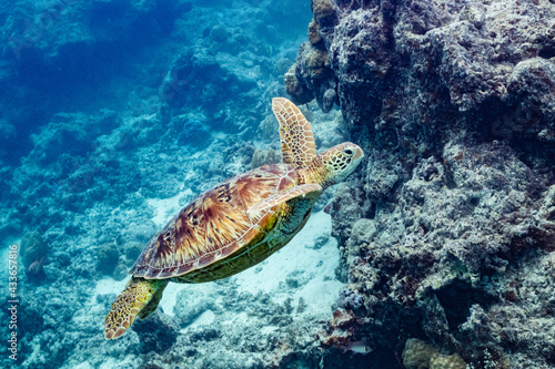 green turtle swimming in Moorea lagoon  French Polynesia