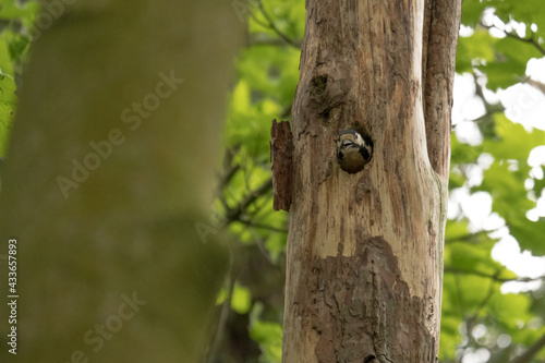 Greater spotted woodpecker on a tree it is nesting in