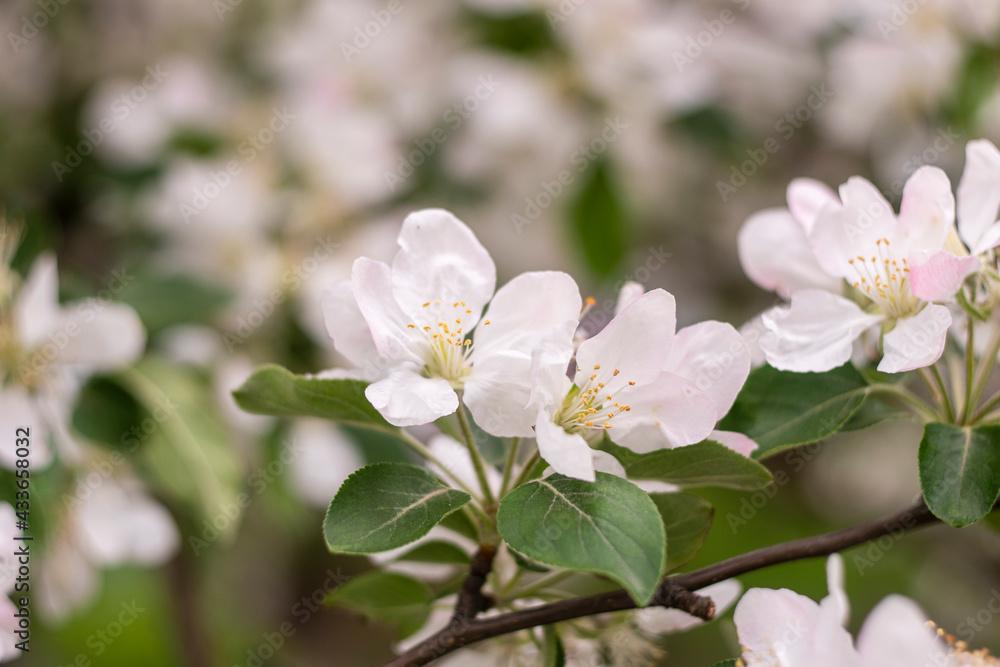 Spring apple tree blossom close-up flowers photography Spring apple tree blossom close-up flowers photography