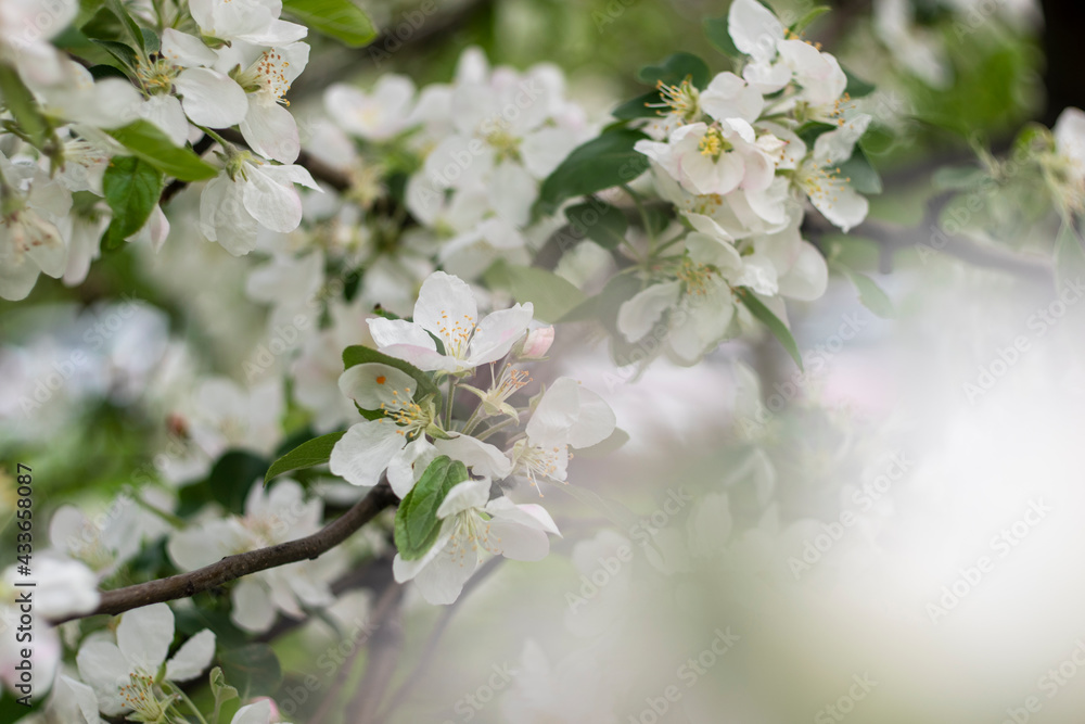 Spring apple tree blossom close-up flowers photography