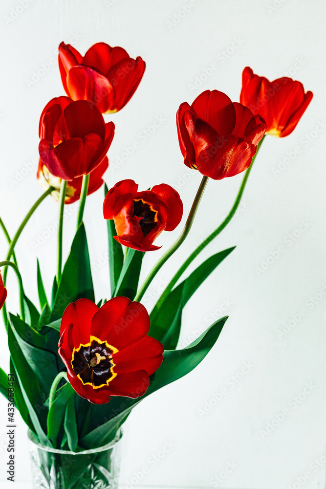 Fresh beautiful bouquet of red tulips. Fresh beautiful bouquet of red tulips.