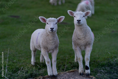 Sheep and lambs on the beautiful green meadow