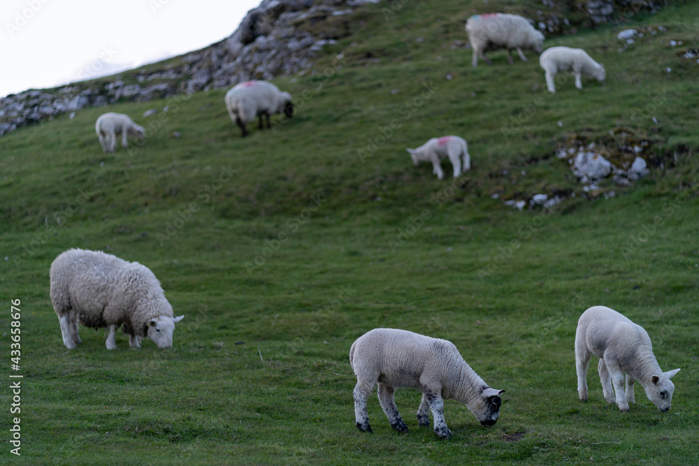 Fototapeta premium Sheep and lambs on the beautiful green meadow