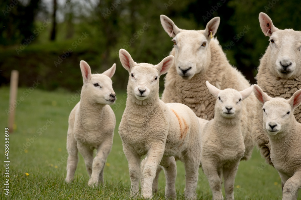 Lambs and a ewe in a field close up Lambs and a ewe in a field close up