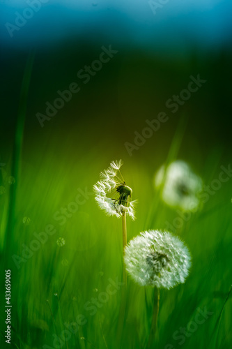 A beautiful white, fluffy dandelion heads in the morning meadow grass. An early summer sunrise scenery with wildflowers and dandelion seeds.
