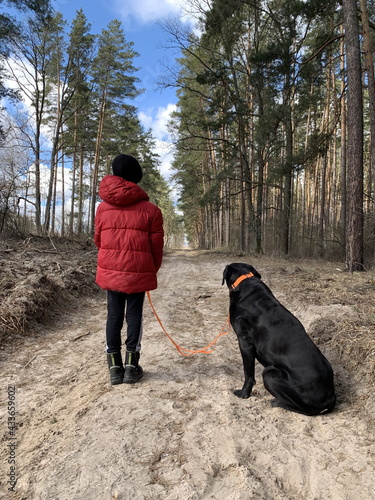 Boy with a big dog for a walk in the woods. A teenager walks wit