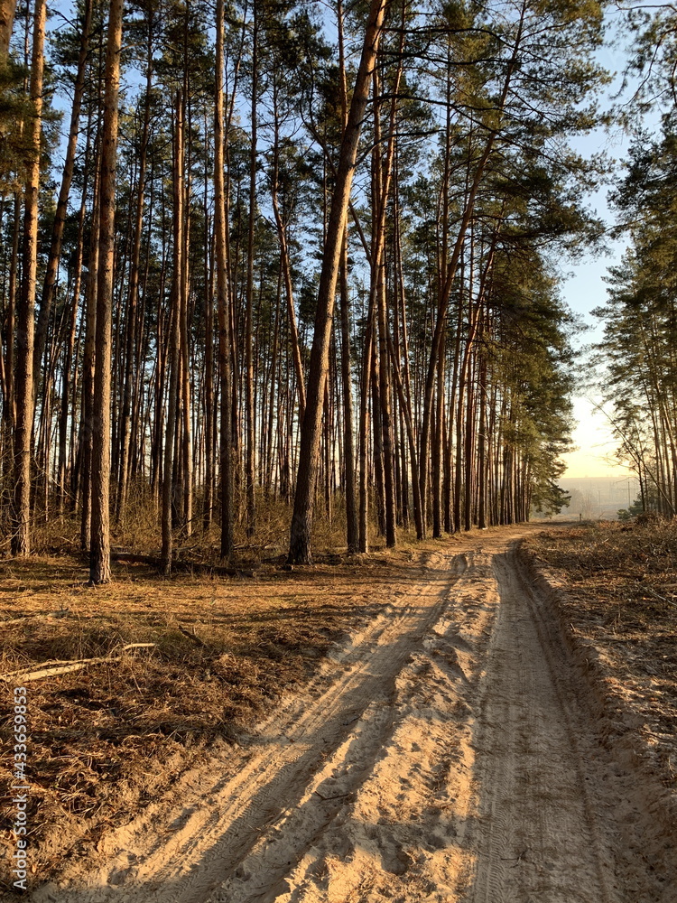 Fototapeta premium Trees against the blue sky, bottom view. Tall pine trees in the