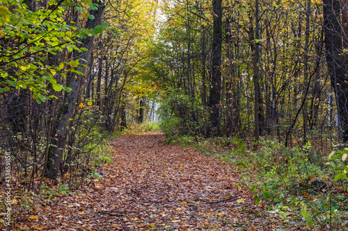 pathway in autumn colorful forest