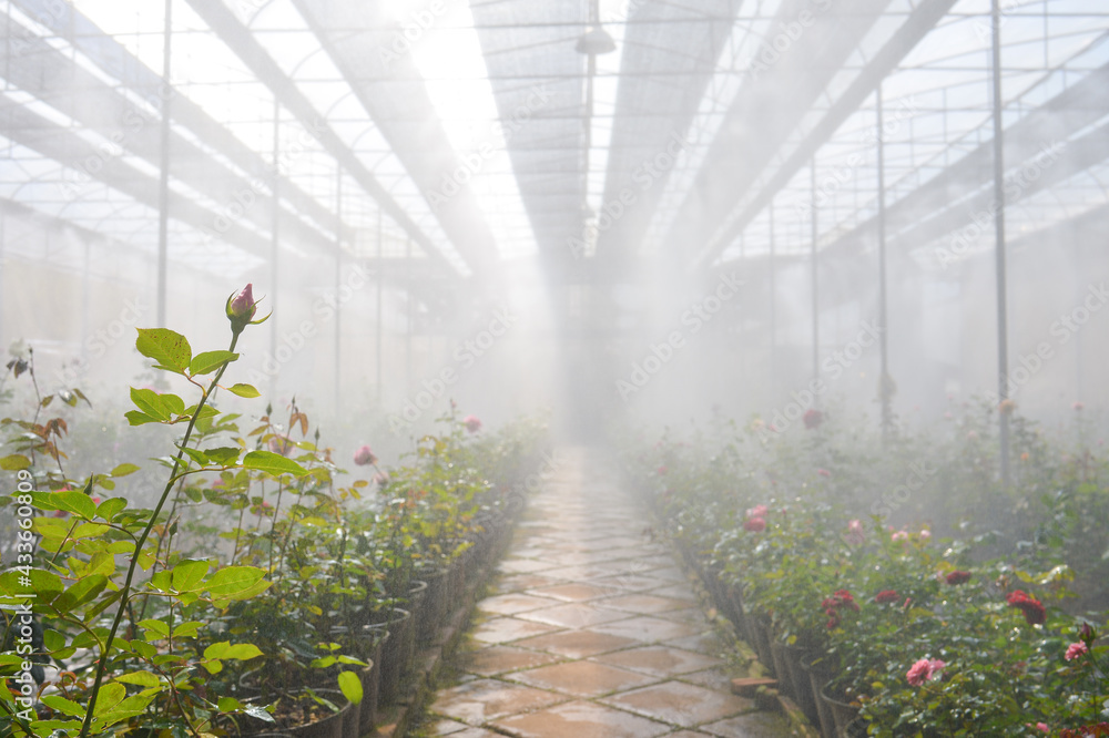 Plantation roses in a greenhouse,Roses blooming in a greenhouse in a rose farm Plantation roses in a greenhouse,Roses blooming in a greenhouse in a rose farm