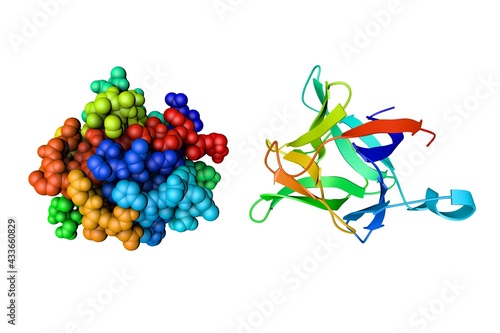 Fototapeta Naklejka Na Ścianę i Meble -  Crystal structure and space-filling molecular model of human interleukin 1 beta. Rendering based on protein data bank. Rainbow coloring from N to C. Scientific background. 3d illustration