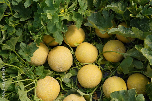 Quadro su tela cosecha de melón