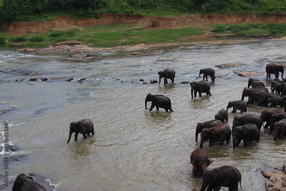 south east asia sri lanka elephants south east asia sri lanka elephants