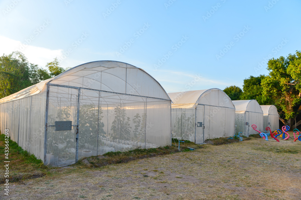 Organic Hydroponic Vegetable Cultivation Farm.Organic farm land with green rows Organic Hydroponic Vegetable Cultivation Farm.Organic farm land with green rows