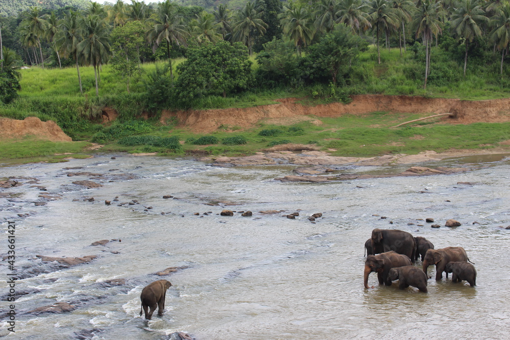 south east asia sri lanka elephants south east asia sri lanka elephants