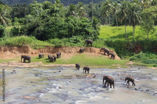 south east asia sri lanka elephants © Ampalyze
