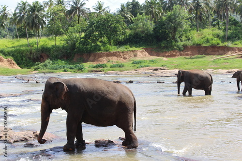 south east asia sri lanka elephants