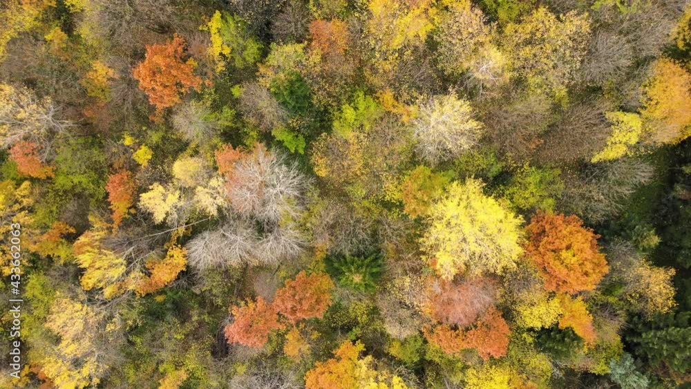 Aerial view of dense green pine forest with canopies of spruce trees and colorful lush foliage in autumn mountains. Aerial view of dense green pine forest with canopies of spruce trees and colorful lush foliage in autumn mountains.