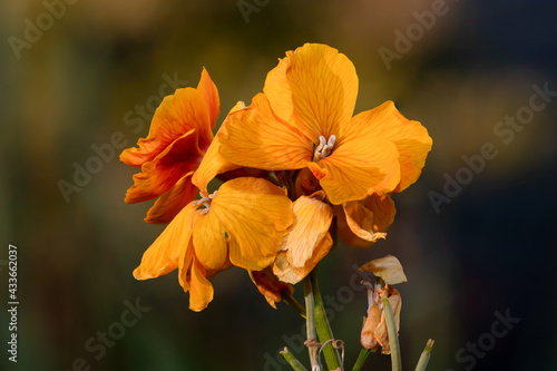 Close up of a wallflower (erysimum cheiri) plant in bloom