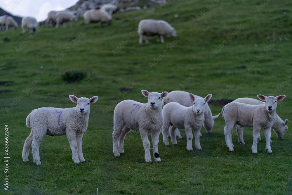 Obraz premium Sheep and lambs on the beautiful green meadow