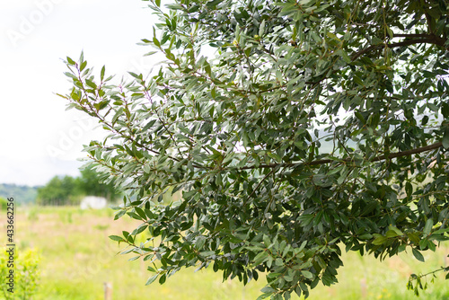 Bay tree in the mountains of Italy. Somewhere a bay leaf can be plucked right down the road.