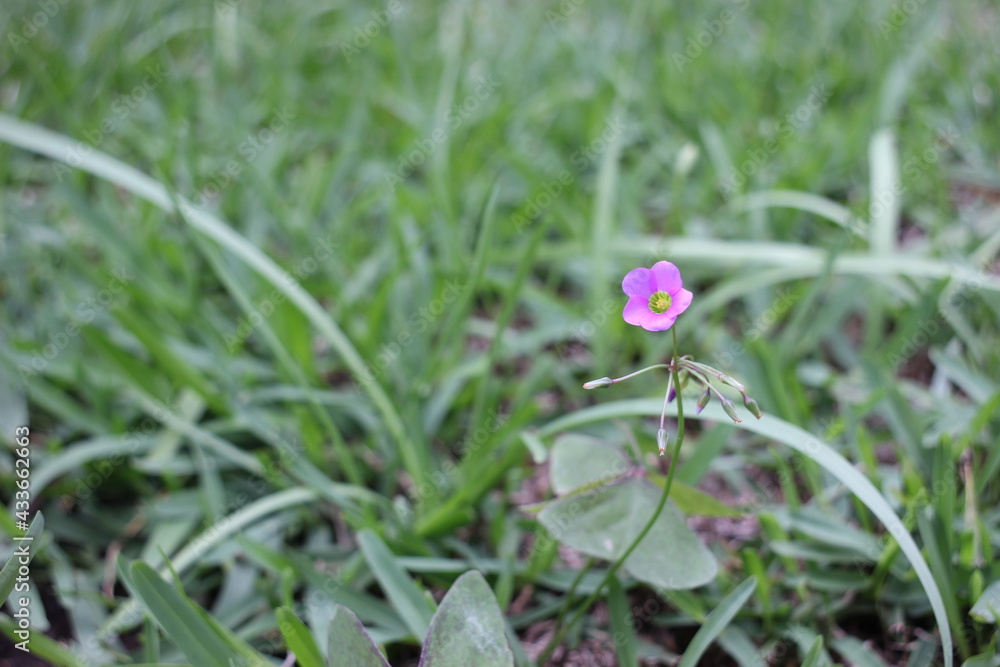 spring flower in the grass spring flower in the grass