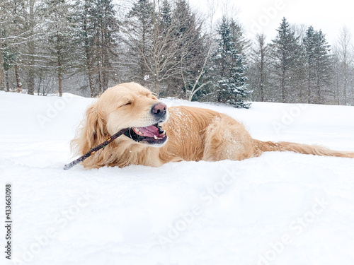 golden retriever in the snow