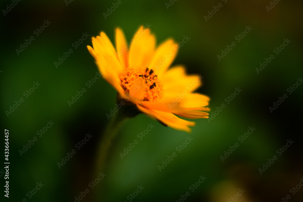 Yellow flower in the garden with green background, also known as yellow daisy Yellow flower in the garden with green background, also known as yellow daisy
