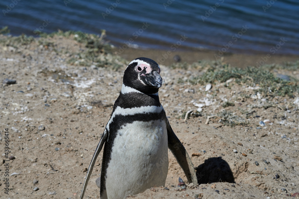 Naklejka premium penguin in the peninsula of Valdes, province of Chubut, Argentina