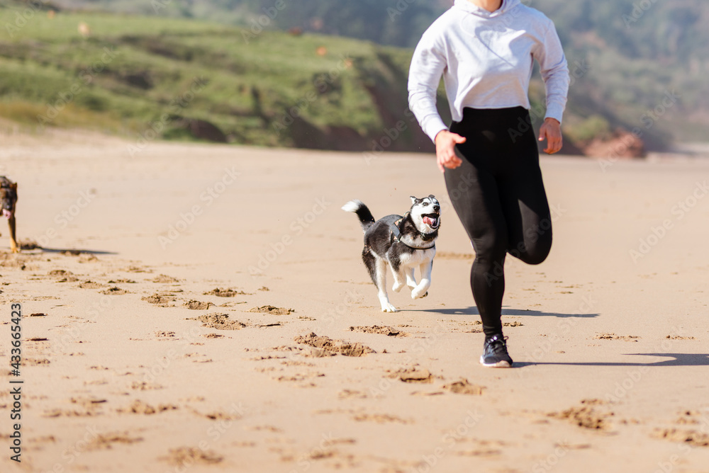 Siberian Husky running behind crop unrecognizable female jogger in sportswear during workout on sandy shore Siberian Husky running behind crop unrecognizable female jogger in sportswear during workout on sandy shore