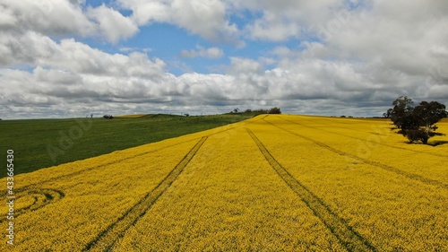landscape with yellow field