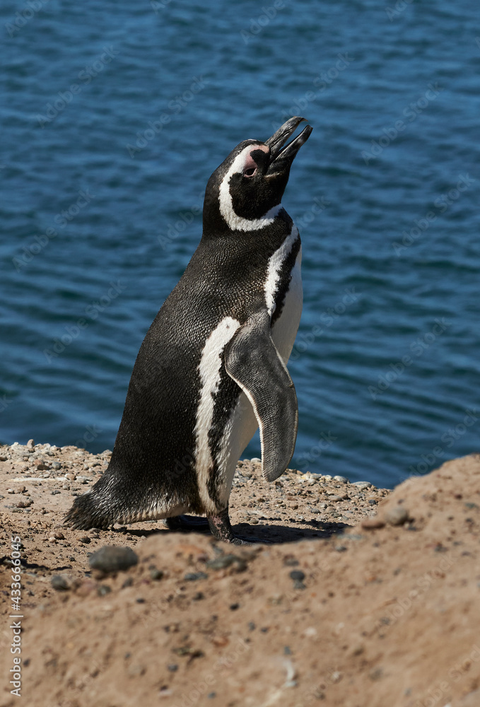 Fototapeta premium penguin in the peninsula of Valdes, province of Chubut, Argentina