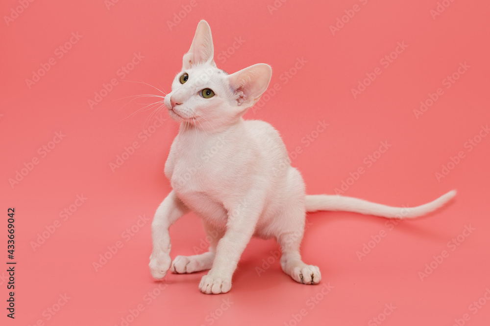 White oriental kitten plays
