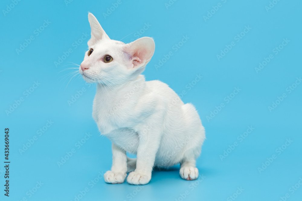 Oriental kitten of white color