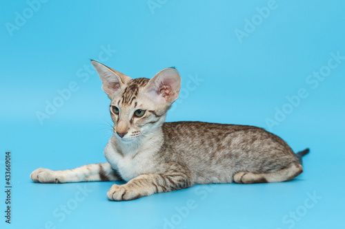 Small oriental kitten of gray color