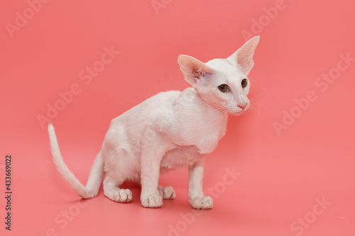 Oriental kitten of white color © Okssi