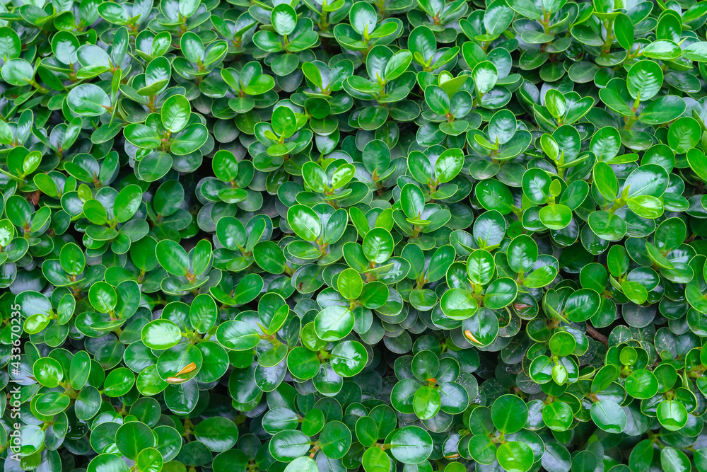 Fototapeta premium Ficus annulata. Green Leaves (Kind of Banyan Tree)