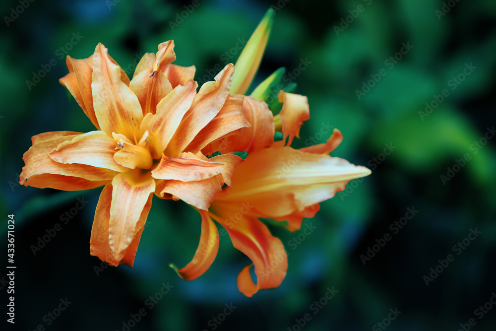 Fototapeta premium Hemerocallis fulva, the orange day-lily, tawny daylily, corn lily, tiger daylily, fulvous daylily or ditch lily in nature on the tree