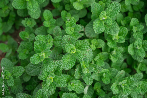 ハーブ　アップルミントの葉