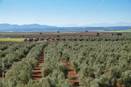 Andalusian olive grove in region country
