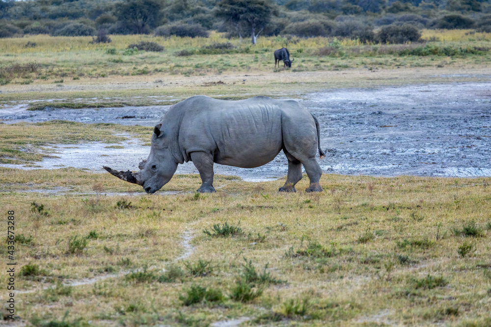 Obraz premium black rhino