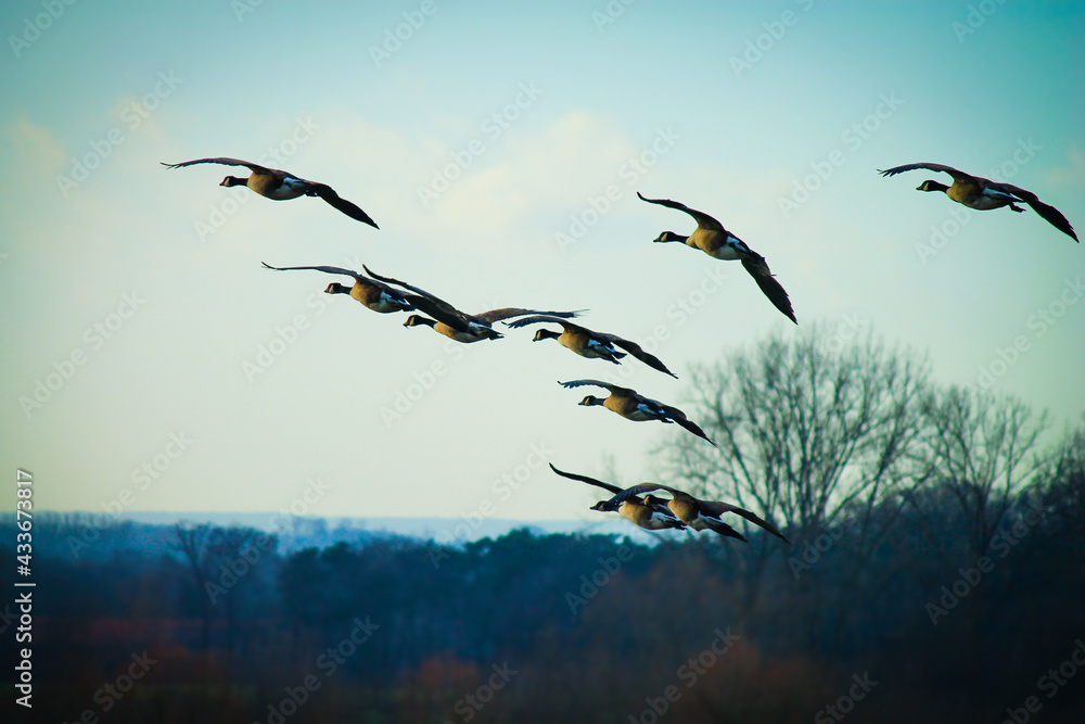 Awesome Birds In Flight