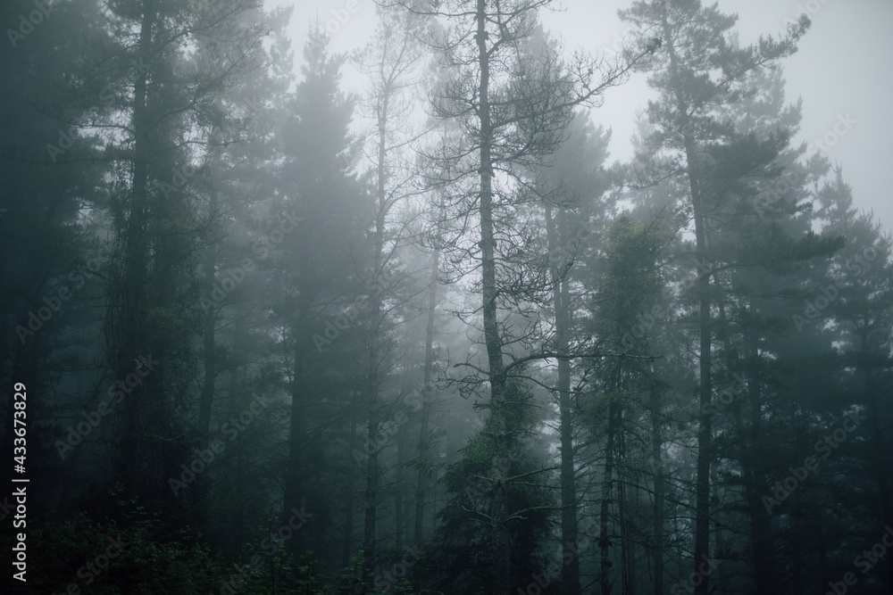 Scenic view of high trees with thin trunks and green branches growing in forest on foggy day Scenic view of high trees with thin trunks and green branches growing in forest on foggy day