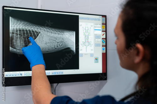 Anonymous female vet in uniform looking at computer screen with radiographic image of pet body in clinic photo