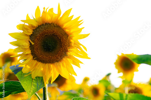 Agricultural sunflower field on bright summer sultry day, agriculture concept