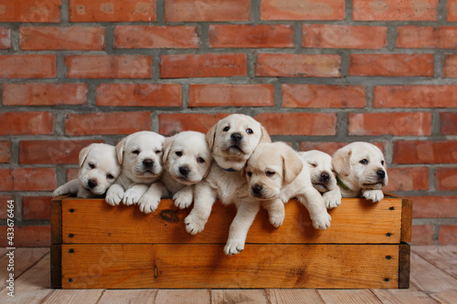 seven labrador puppy  sitting in wooden box on brick wall background. little funny Dog golden retriever indoor portrait. white one month old labrador puppies looking out at box. cute dog family
