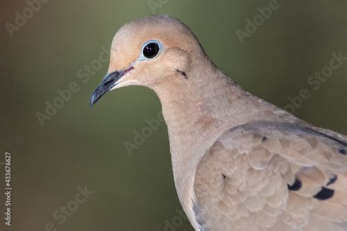 Close Profile of a Mourning Dove While Perched on a Branch