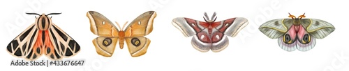 Set of watercolor moths. Bright butterflies isolated on white background.